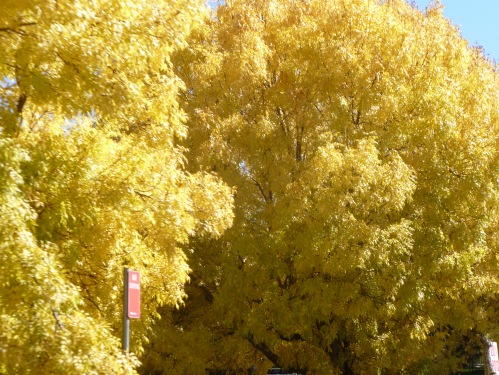 Gold autumn leaves at Orange