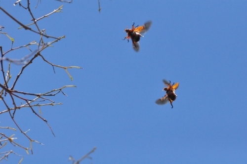 Two christmas beetles in flight, wings whirring, in the tree tops