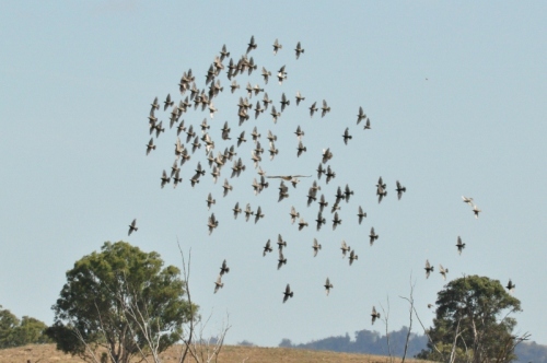 Flock of small birds being chased by an eagle