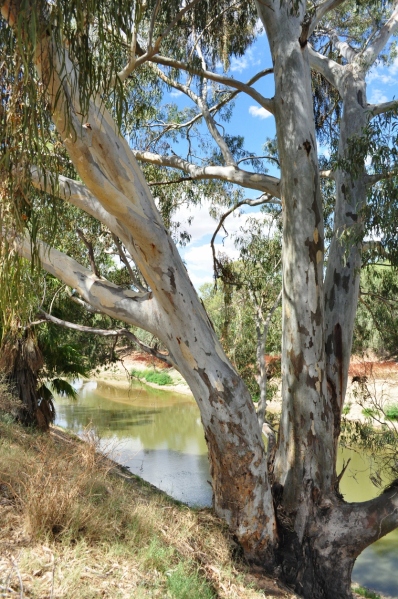 On the Darling River